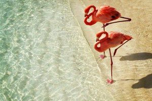 Flamingos next to the water